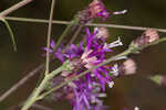 Tall ironweed